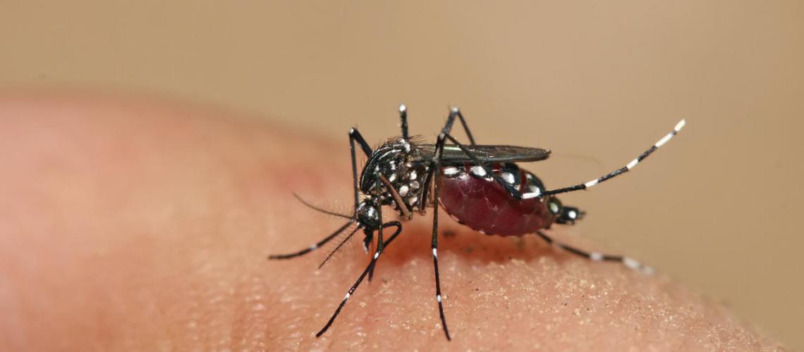 Entenda a diferença entre o zika vírus, a dengue e chikungunya