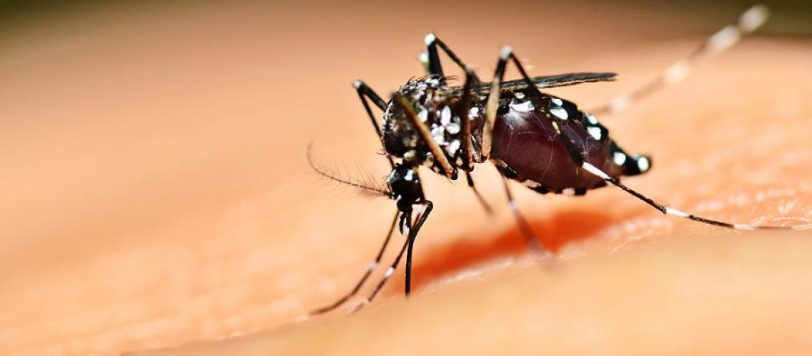 Dengue: veja como diagnosticar e prevenir